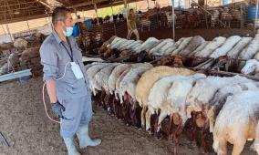 دائرة البيطرة في طوباس تنفذ حملة تطعيم وترقيم للأغنام في خربة الرأس الأحمر
