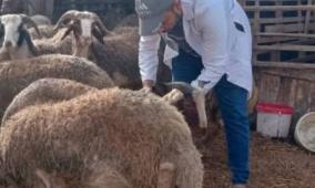 "الزراعة" تنفذ حملة تطعيم وترقيم لـ4300 رأس من الأغنام في مسافر يطا
