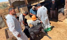 تواصل تطعيم وترقيم الأغنام والماعز بمسافر يطا والأغوار