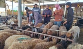 الحملة الوطنية لتطعيم وترقيم الثروة الحيوانية تتجاوز 37,350 رأساً منذ انطلاقها في مسافر يطا والأغوار الشمالية