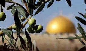 أين موقع فلسطين في الخريطة العالمية للزيتون؟ فياض فياض يجيب لراية