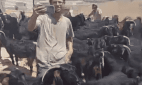 مستوطنون يهاجمون مجددا تجمع الكعابنة شرق الطيبة برام الله