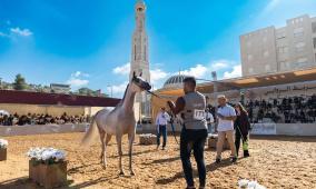 روابي تختتم بطولة الإنتاج المحلي بمشاركة أكثر من 300 خيل عربي أصيل وبمشاركة جماهيرية واسعة