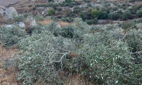 مستوطنون يقتلعون ويكسرون عشرات أشجار الزيتون في نعلين غرب رام الله