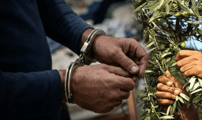 القبض على لصوص الزيتون في جنين