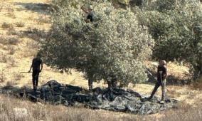 دغلس لراية: استهداف موسم الزيتون جزء من حصار اقتصادي على الفلسطينيين