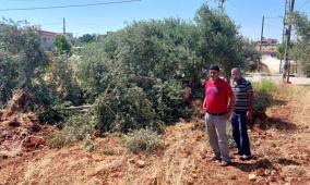 مستوطنون يعتدون على مزارعين شمال سلفيت ويسرقون ثمار الزيتون
