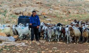 خاص | تحذيرات من استغلال حادثة الأغنام لتبرير اقتحامات المغير