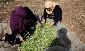 حتى الزيتون غاب عن موائد غزة.. ما كان أساس "المونة" أصبح نادراً بفعل الحرب وشح الإمدادات
