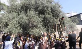 الأمن الوطني في قلقيلية ينفذ فعالية لقطف الزيتون بمشاركة الأشبال والزهرات والمجلس الوطني الشبابي في حبلة