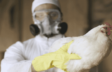 سلالة شديدة العدوى من إنفلونزا الطيور تجتاح مدينة نيويورك