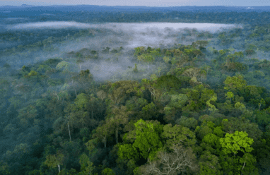 البرازيل تسعى لجمع 10 مليارات دولار لمبادرة حماية الغابات