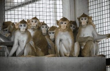 الولايات المتحدة تعتزم الحد من استخدام القردة في الأبحاث