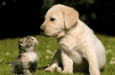 إلى أي مدى يمكن أن يتأثر البعض بفقدان حيواناتهم الأليفة؟