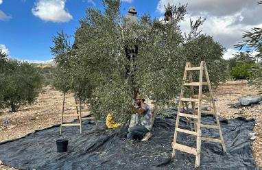 خاص| بين الإزهار والعقد… كيف تؤثر الأجواء الخماسينية على محصول الزيتون؟