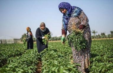 في عيد العمال العالمي: "المرأة العاملة" تطالب بحماية النساء الفلسطينيات من الإبادة الاقتصادية وانتهاكات الاحتلال