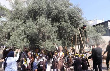 الأمن الوطني في قلقيلية ينفذ فعالية لقطف الزيتون بمشاركة الأشبال والزهرات والمجلس الوطني الشبابي في حبلة