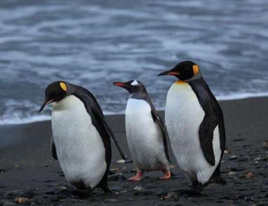 علماء: إنفلونزا الطيور تصل إلى القارة القطبية الجنوبية للمرة الأولى