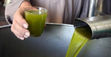 خاص| الزيت الخفيف أم الثقيل؟ مجلس الزيتون الفلسطيني يحسم الجدل ويكشف الأفضل للصحة