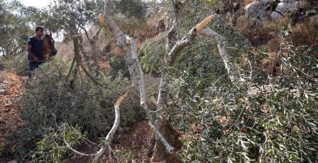 مستعمرون يقتلعون 200 شجرة زيتون في ترمسعيا شمال رام الله