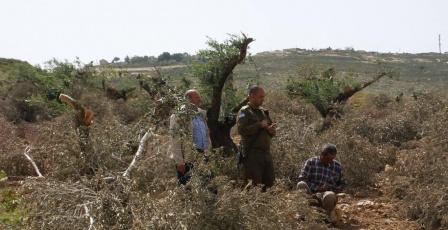 الاحتلال يقتلع أشجار زيتون في زبوبا