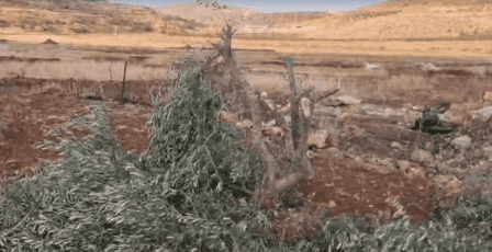 مستوطنون يقطعون أكثر من 100 شجرة زيتون غرب سلفيت