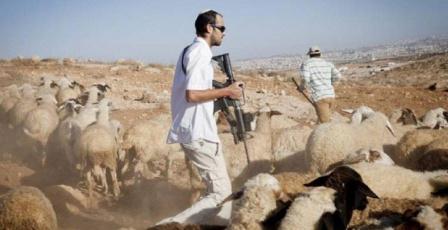 مستوطنون يسرقون عشرات رؤوس الماشية شرق طوباس 