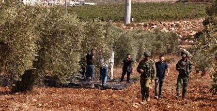 خاص| 900 دونم مهددة خلال أسبوع: تصاعد لافت في أوامر إزالة الأشجار الفلسطينية