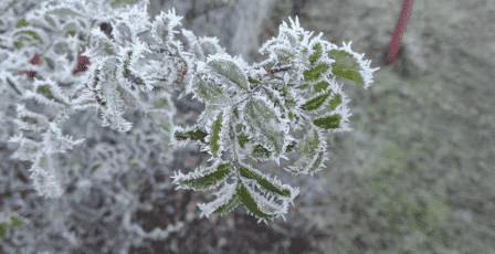 خاص | وزارة الزراعة تحذّر من موجة صقيع إشعاعي يؤثر على المحاصيل