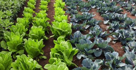 خاص| رشيدة بركة.. من نزوح مخيم طولكرم إلى مشروع زراعي يصنع الأمل