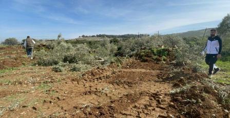 الاحتلال يقتلع عشرات أشجار الزيتون في بلدتي بدّو وبيت إكسا شمال غرب القدس