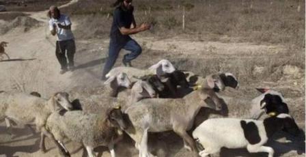 مستعمرون يسرقون 150 رأس غنم في المغير شرق رام الله
