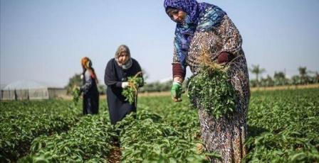 في عيد العمال العالمي: "المرأة العاملة" تطالب بحماية النساء الفلسطينيات من الإبادة الاقتصادية وانتهاكات الاحتلال