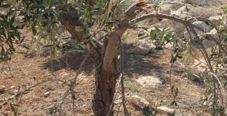 مستعمرون يطلقون مواشيهم ويقتلعون أشجار زيتون بمسافر يطا جنوب الخليل