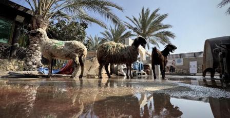 خبير اقتصادي لراية: لا أضاحي ولا قدرة على شراء الغذاء في غزة
