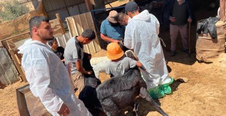 تواصل تطعيم وترقيم الأغنام والماعز بمسافر يطا والأغوار