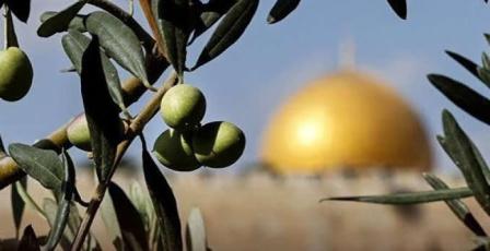 أين موقع فلسطين في الخريطة العالمية للزيتون؟ فياض فياض يجيب لراية