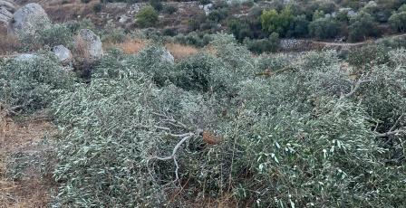 مستوطنون يقتلعون ويكسرون عشرات أشجار الزيتون في نعلين غرب رام الله