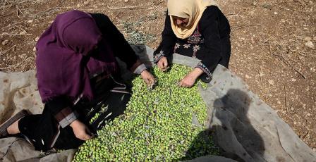 حتى الزيتون غاب عن موائد غزة.. ما كان أساس "المونة" أصبح نادراً بفعل الحرب وشح الإمدادات