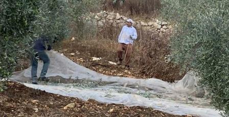 مستوطنون يمنعون المزارعين من قطف الزيتون في ياصيد شمال نابلس