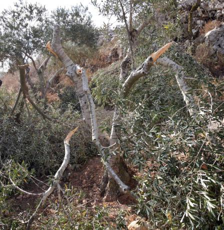 مستعمرون يقتلعون 200 شجرة زيتون في ترمسعيا شمال رام الله