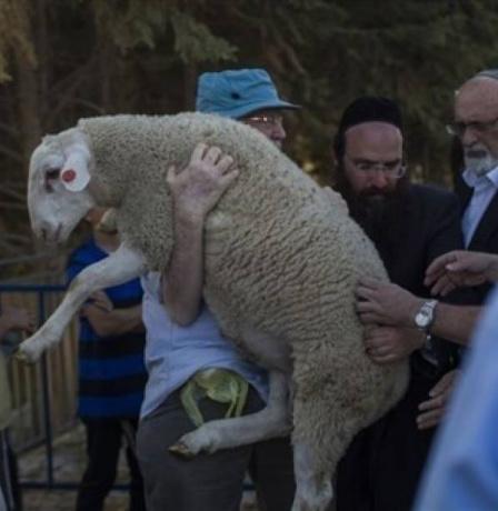 الأعلى منذ 1967... سبع محاولات لإدخال "قرابين" للمسجد الأقصى خلال "الفصح اليهودي" هذا العام