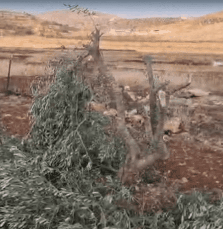 مستوطنون يقطعون أكثر من 100 شجرة زيتون غرب سلفيت