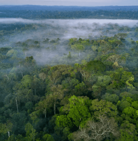 البرازيل تسعى لجمع 10 مليارات دولار لمبادرة حماية الغابات