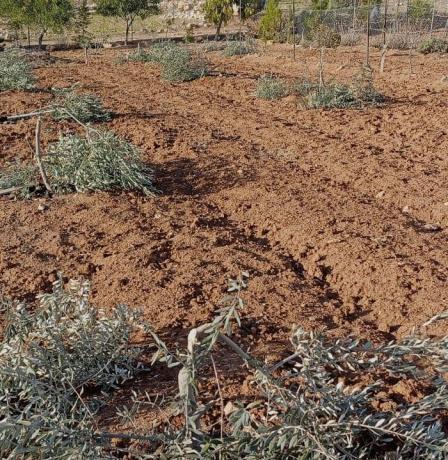 الاحتلال يخطر باقتلاع أشجار زيتون في نعلين غرب رام الله
