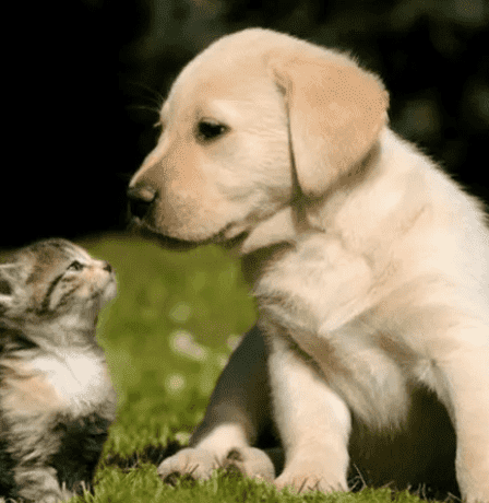 إلى أي مدى يمكن أن يتأثر البعض بفقدان حيواناتهم الأليفة؟