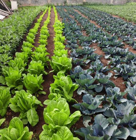 خاص| رشيدة بركة.. من نزوح مخيم طولكرم إلى مشروع زراعي يصنع الأمل