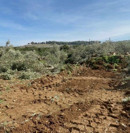 الاحتلال يقتلع 130 شجرة زيتون في بلدة اذنا غرب الخليل