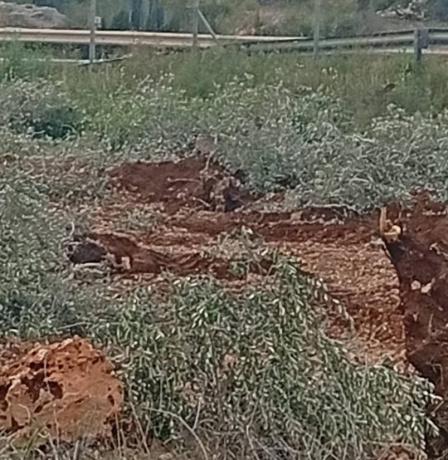 الاحتلال يقتلع مئات أشجار الزيتون شمال سلفيت