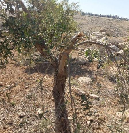 مستعمرون يطلقون مواشيهم ويقتلعون أشجار زيتون بمسافر يطا جنوب الخليل